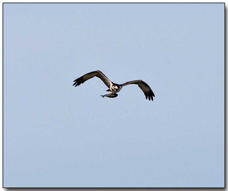 Osprey with a fish