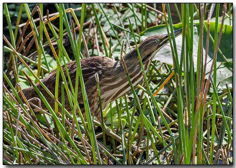 American Bittern