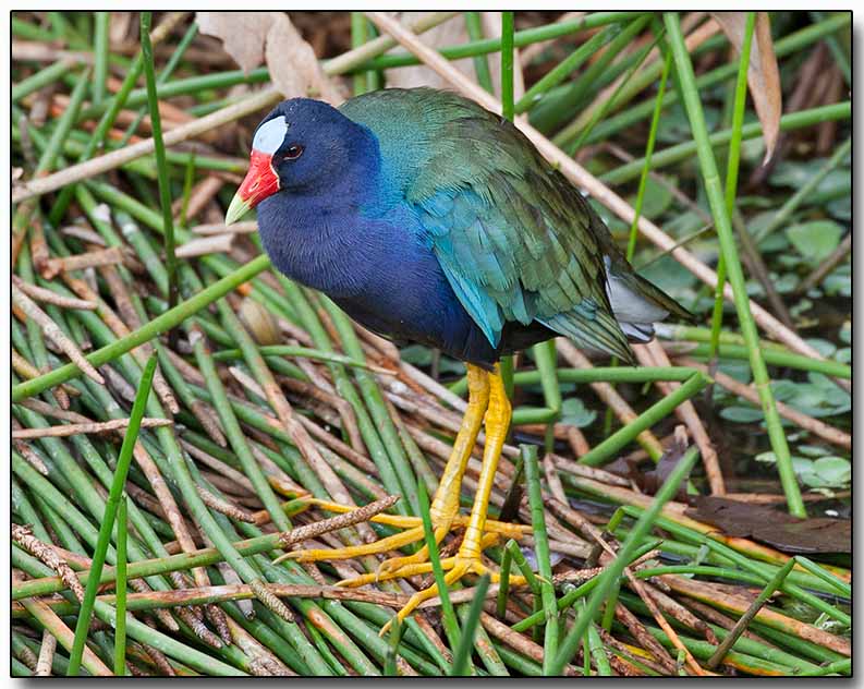 Purple Gallinule