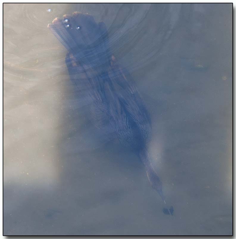 Anhinga - chasing a fish underwater