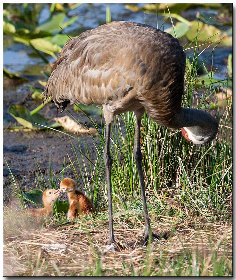 Sandhill Crane with chicks