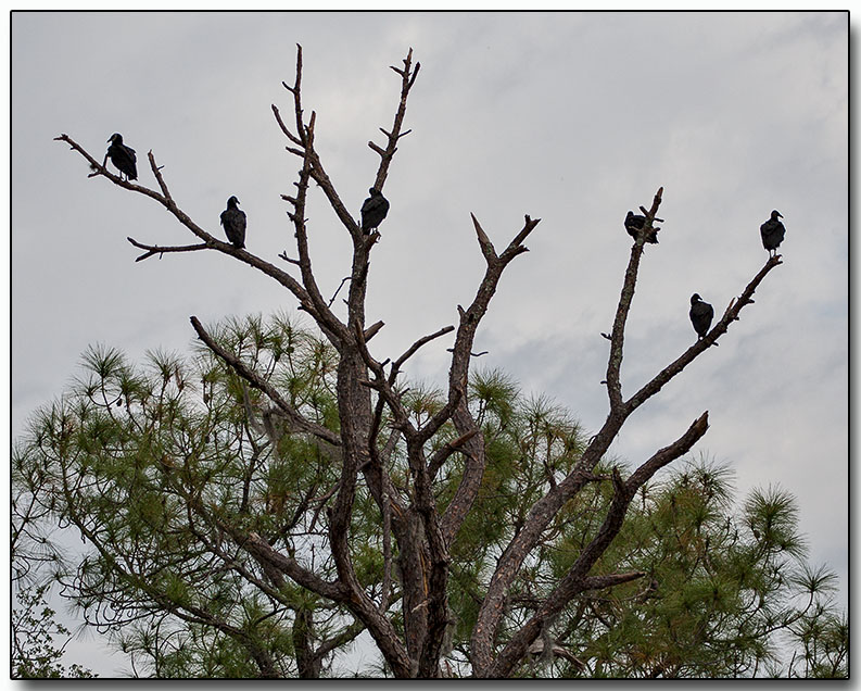 Vulture Tree