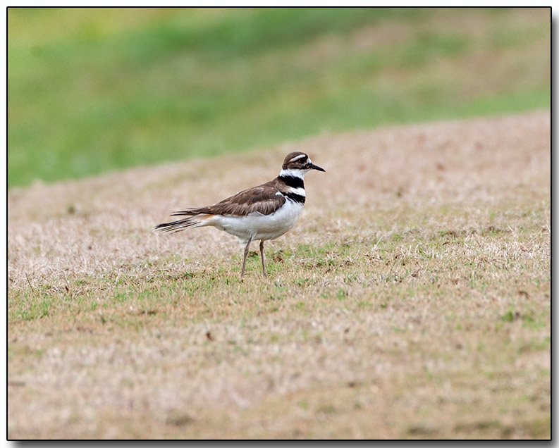 Killdeer