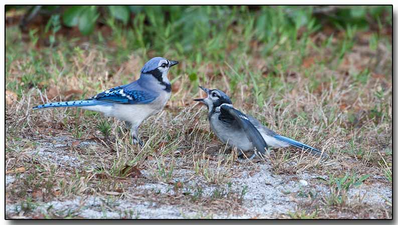 Blue Jay - feeding the juvenille