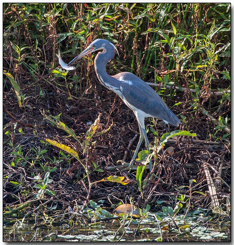 Great Blue Heron - good fishing