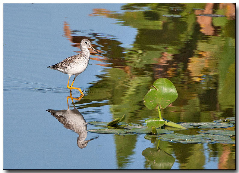 Lesser Yellowlegs