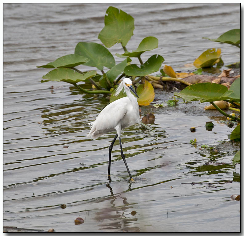 Little Egret