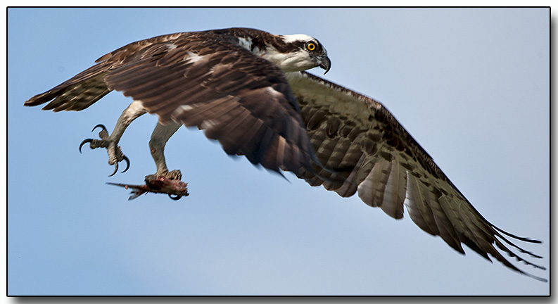 Osprey with a fish