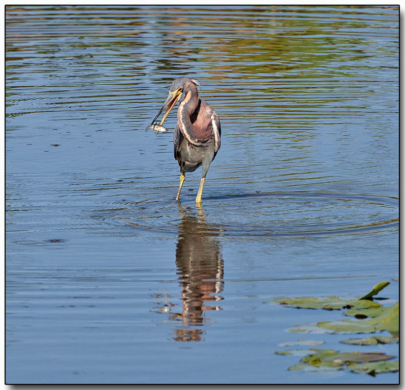 Tricolored Heron