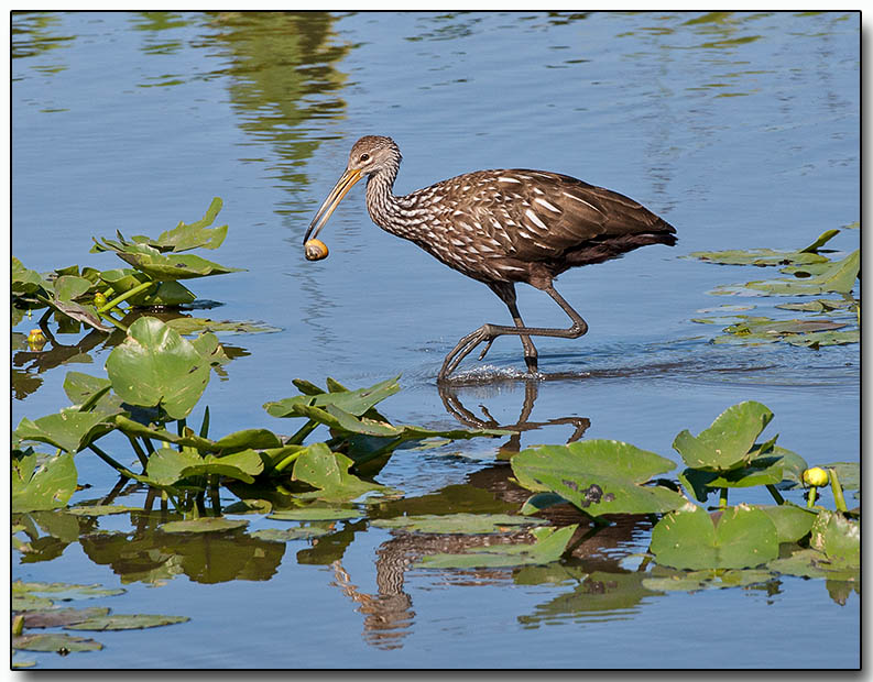 Limpkin with lunch (snail)