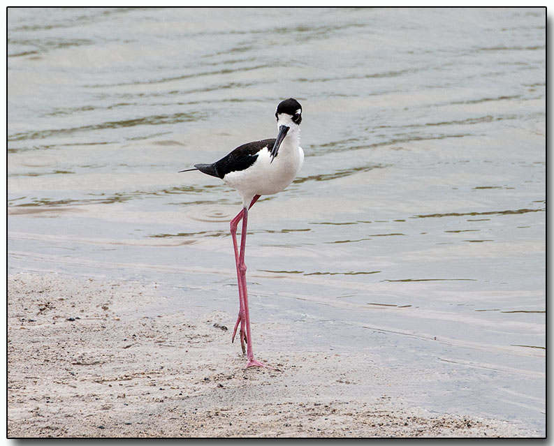 Black-necked Stilt