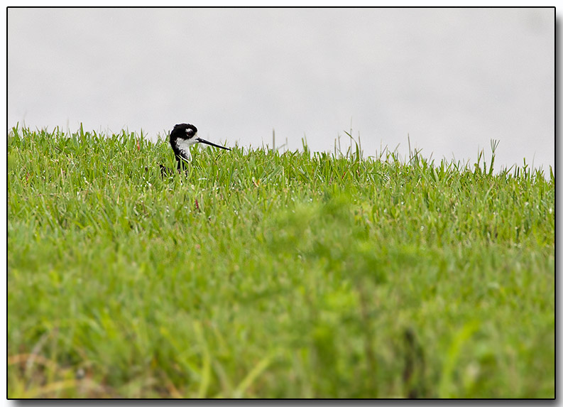 Black-necked Stilt - hiding
