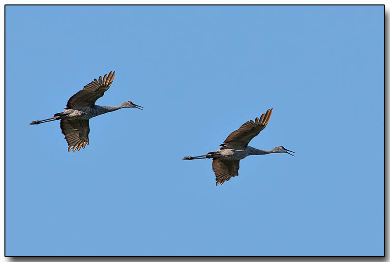 Sandhill Cranes