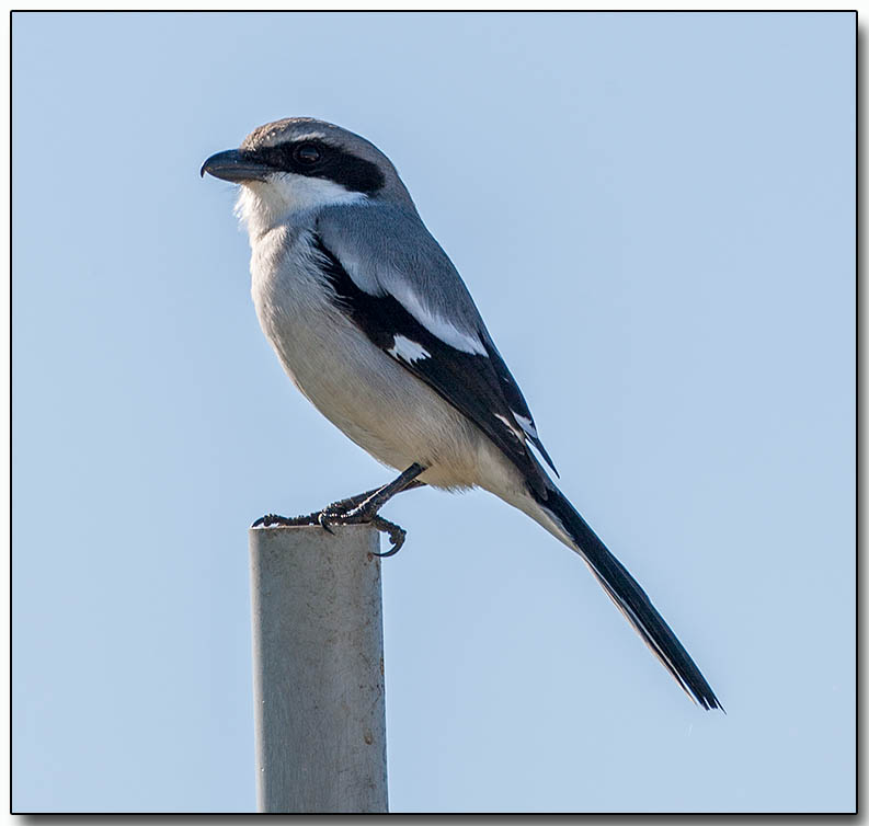 Loggerhead Shrike