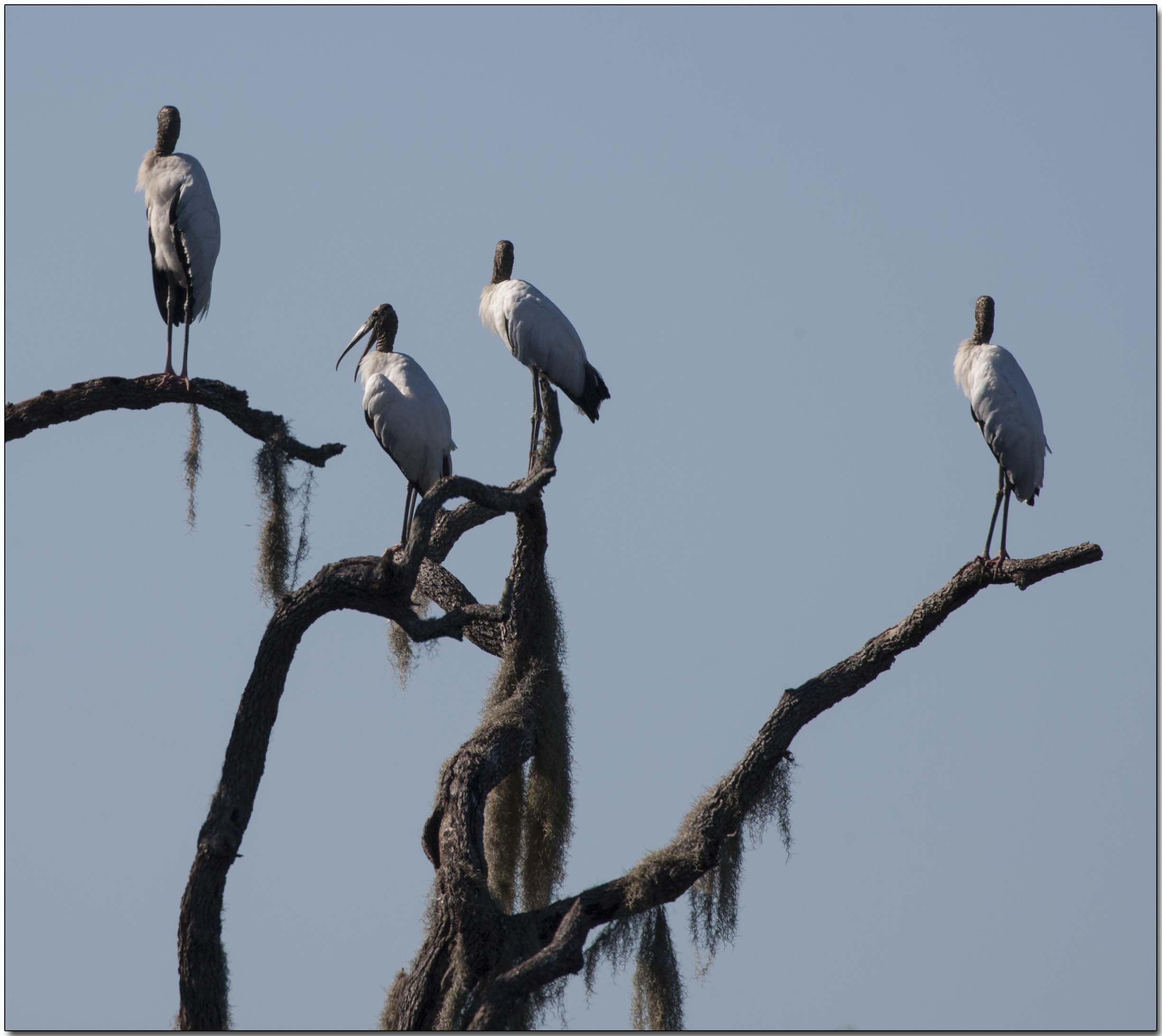 Wood Storks