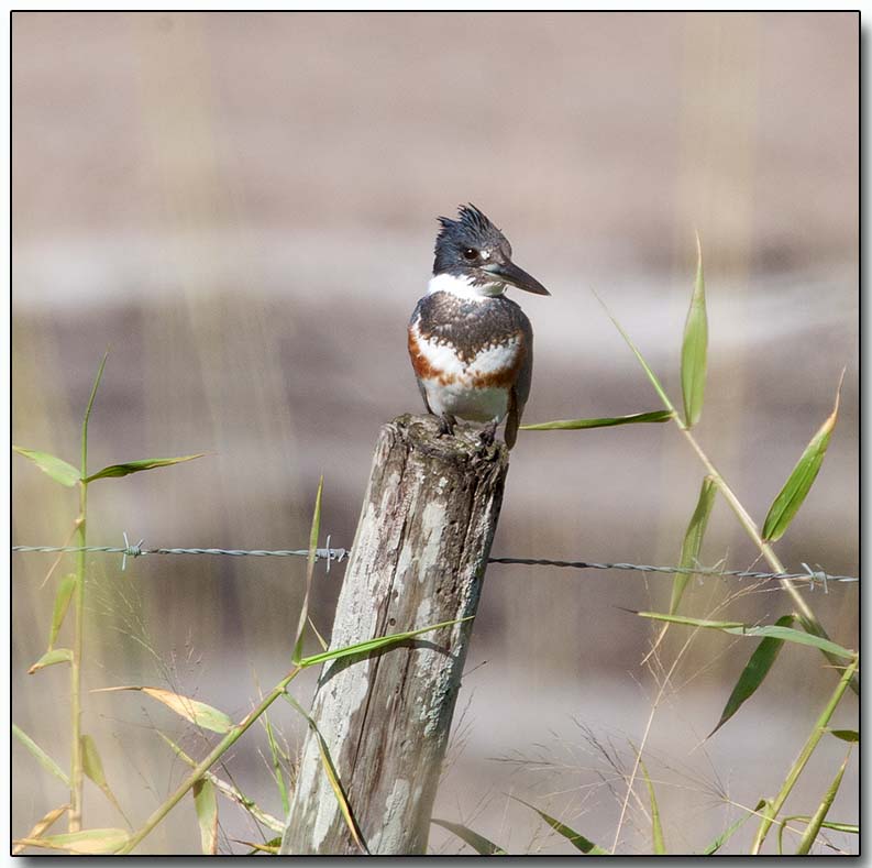 Belted Kingfisher