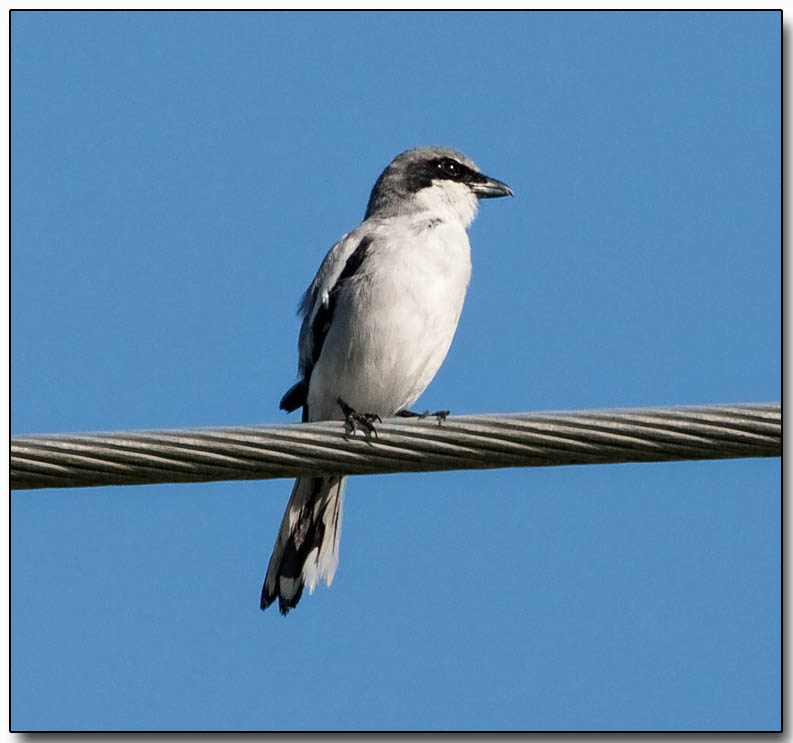 Loggerhead Shrike