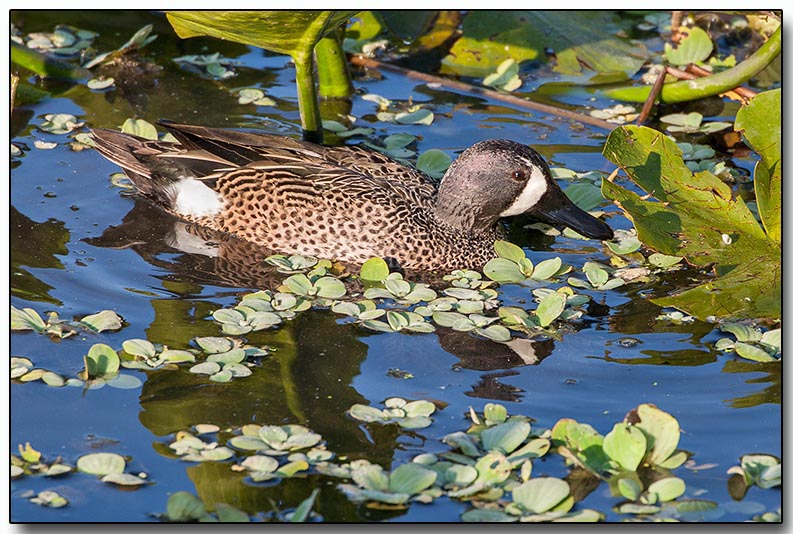 Blue-winged Teal