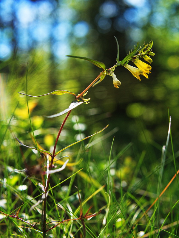 Ängskovall, Melampyrum pratense L.