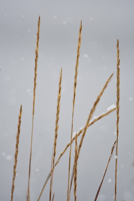 Strandrg, Elymus arenarius L,, Lyme-grass