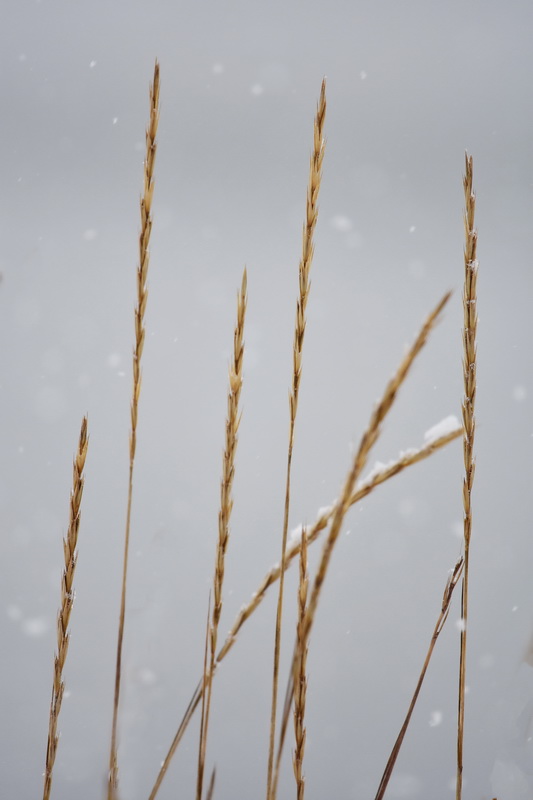 Strandrg, Elymus arenarius L,, Lyme-grass