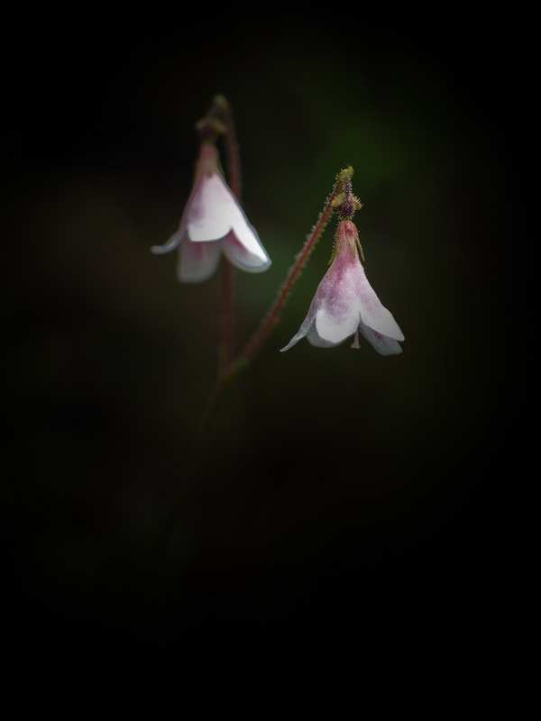 Linnea, Linnaea borealis L.