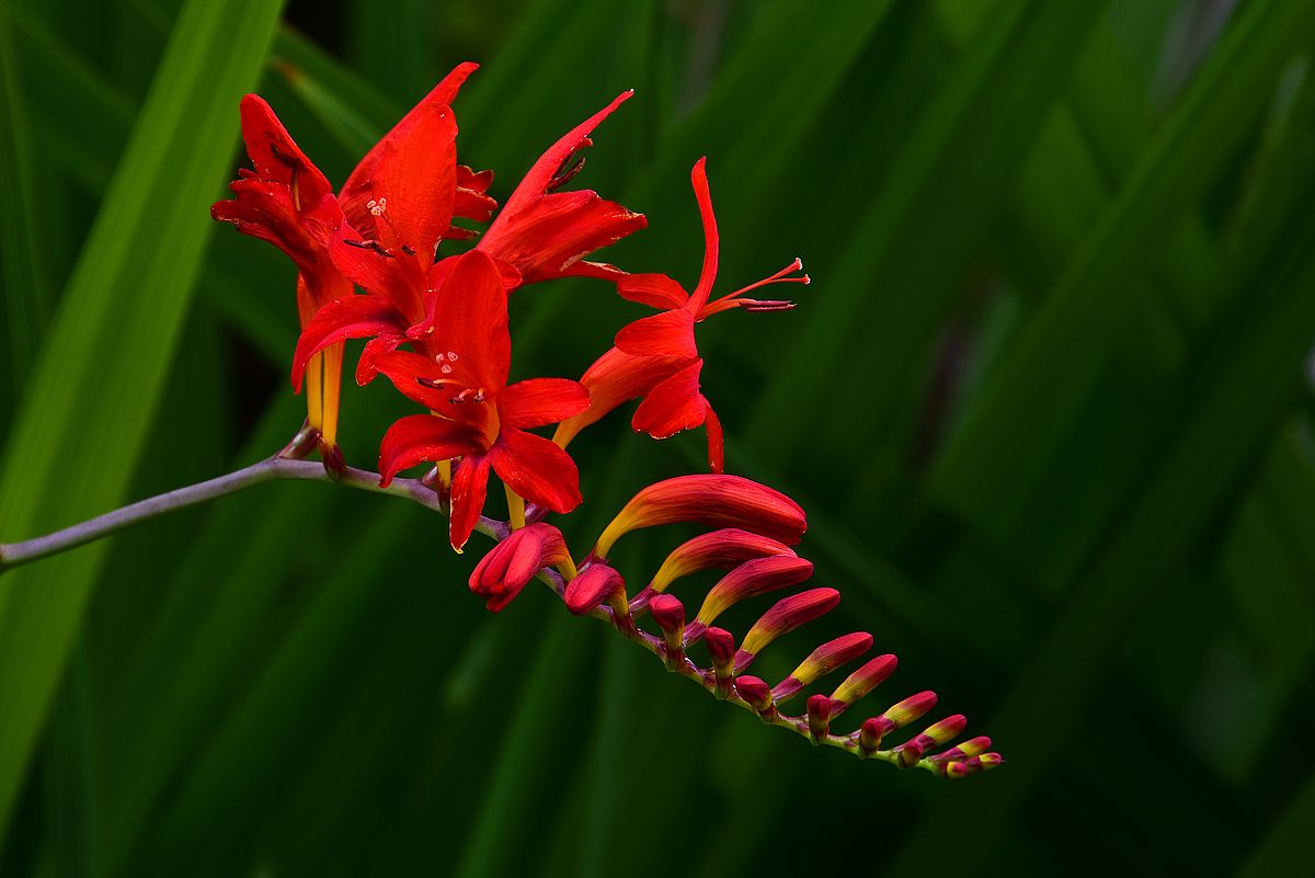 Croscosmia Lucifer