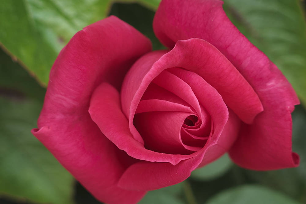 pink rose (IMG_1963m.jpg)