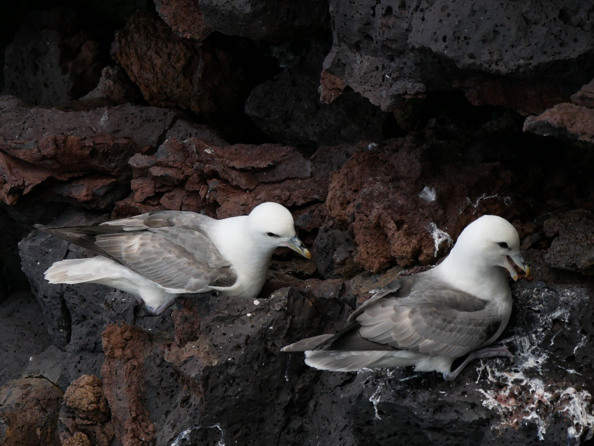 Fulmars