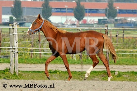 _MBF4704.jpg