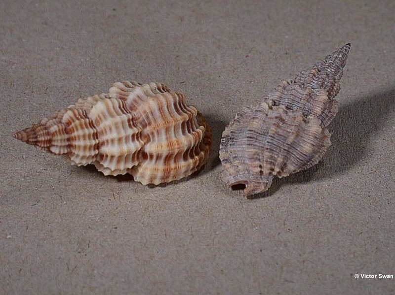 0013-Phos Senticosus.jpg