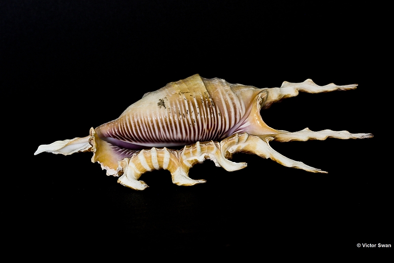 0211-Lambis-Scorpio.JPG