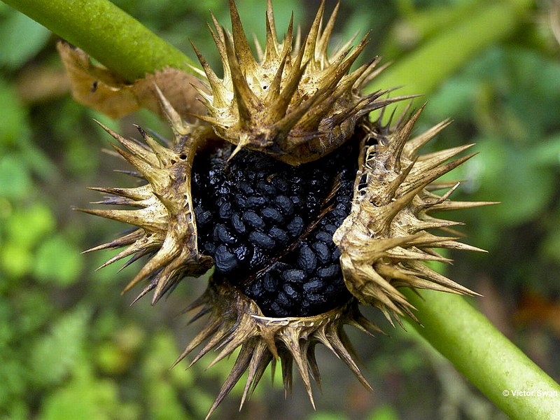 Doornappelzaad Datura stramonium.JPG