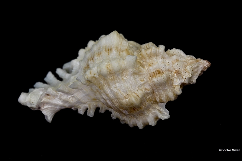 0316-Murex Chicoreus Florifer.JPG