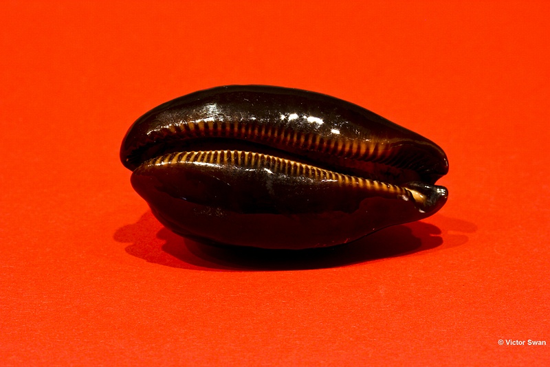 0111-X Cypraea Talparia talpa .jpg
