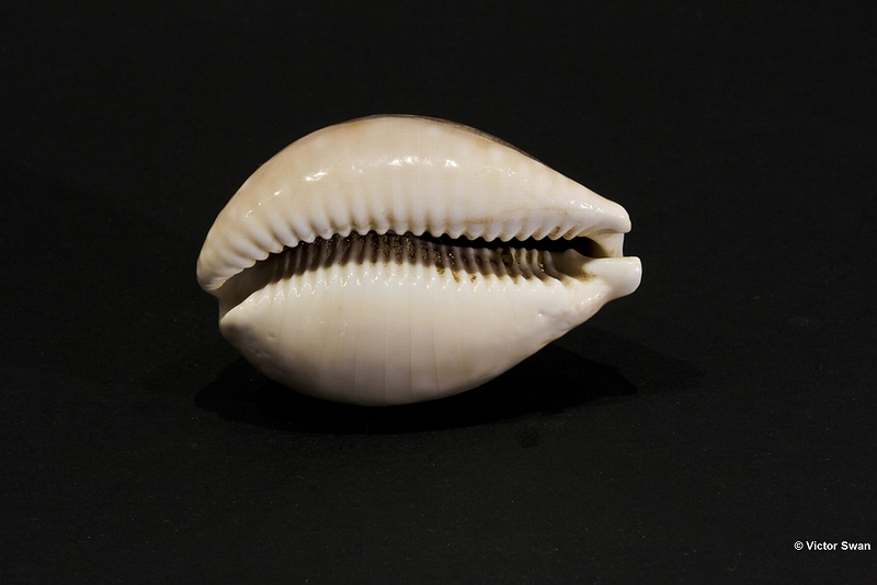 0158-X  Cypraea vitellus polynesia .jpg