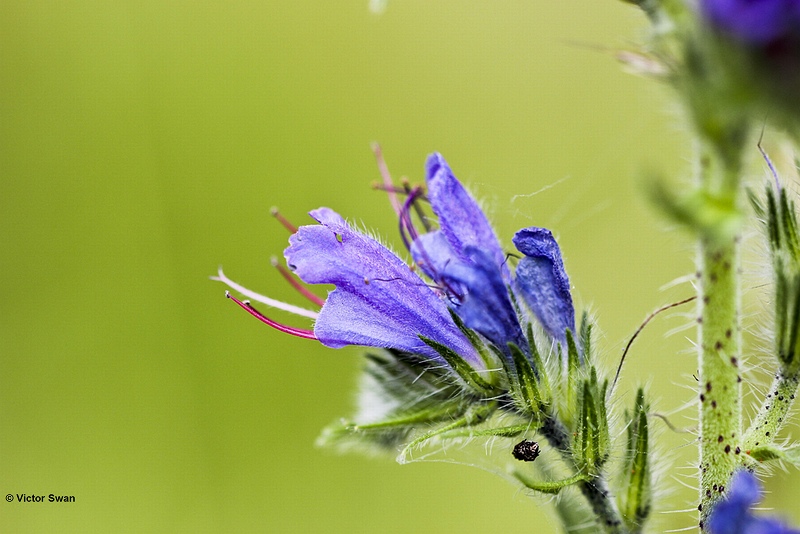 Slangenkruid  Echium vulgare .jpg