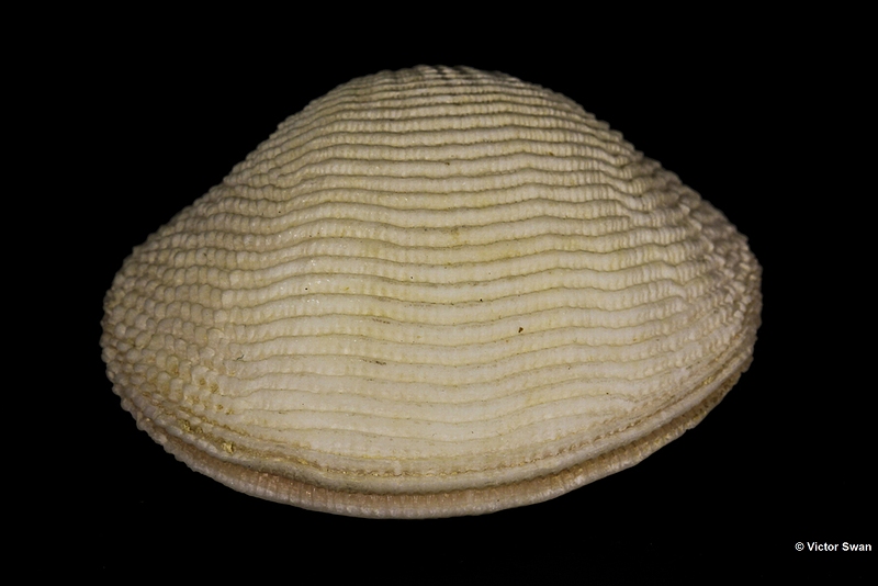 0414-Fimbria Fimbriata.jpg