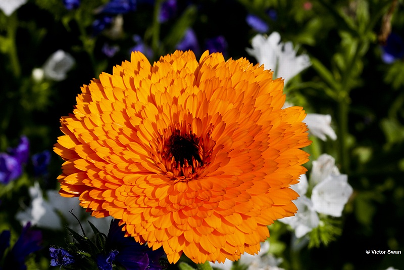 Goudsbloem  Calendula officinalis.jpg