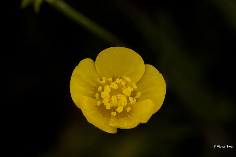 kruipende boterbloem   Ranunculus repens.jpg