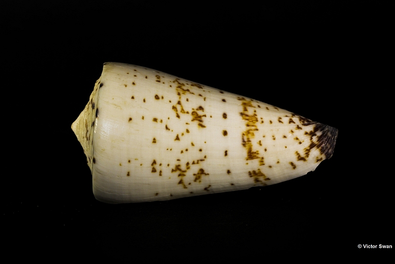 0037-Conus thalassiarchus.jpg