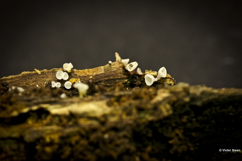 Sneeuwwit franjekelkje  Dasyscyphella nivea.jpg