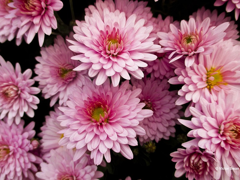 Chrysanthemum.jpg