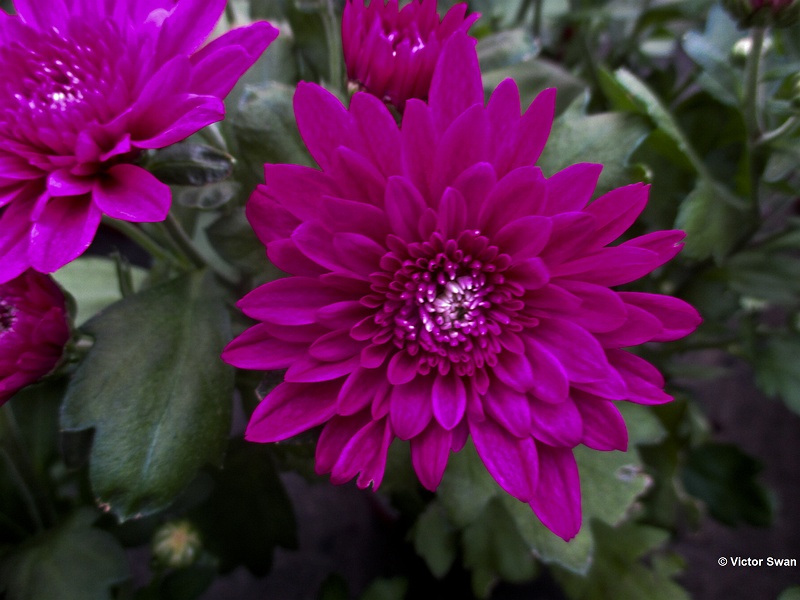 Chrysanthemum.jpg photo victorswan photos at