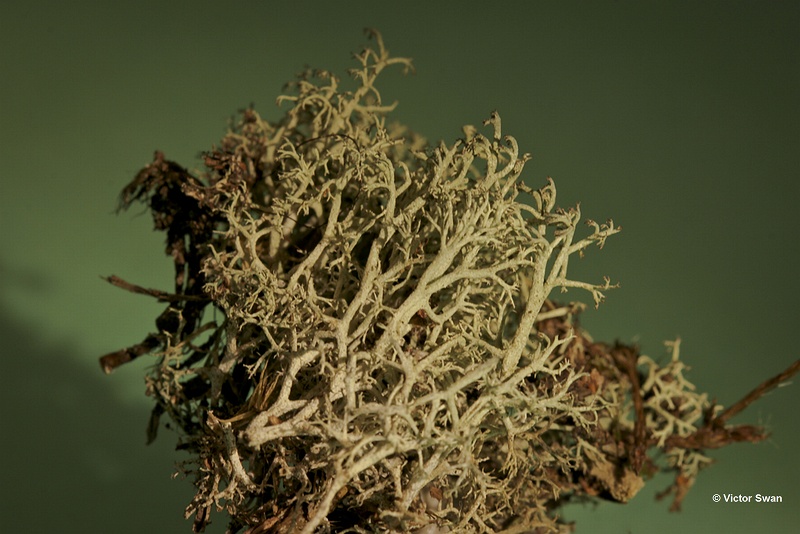 Gebogen Rendiermos - Cladonia arbuscula.jpg