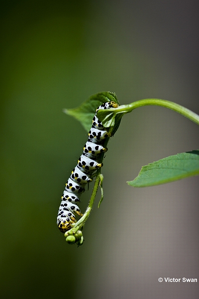 Helmkruidvlinder - Shargacucullia scrophulariae  rups.jpg