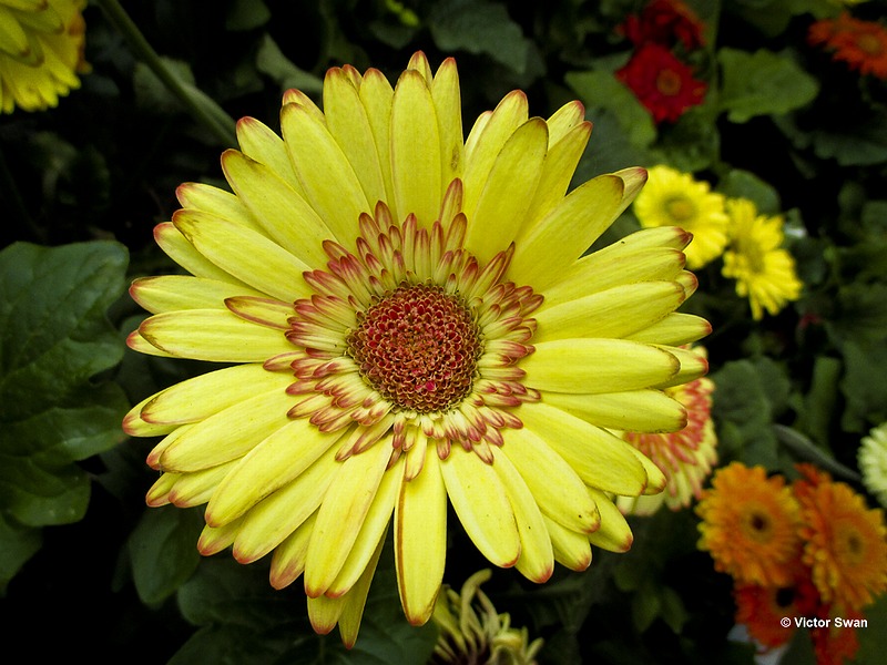 Gerbera.JPG