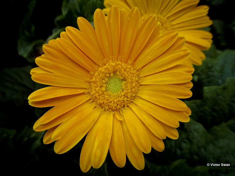 Gerbera.JPG