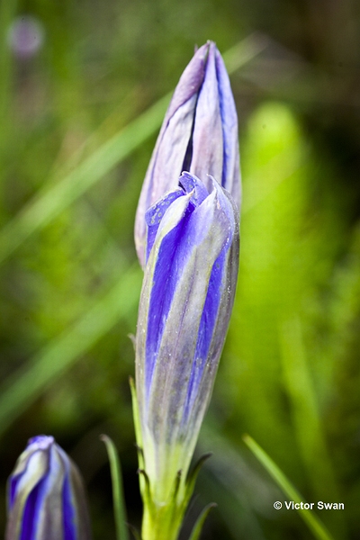 Klokjesgentiaan  Gentiana pneumonanthe .JPG