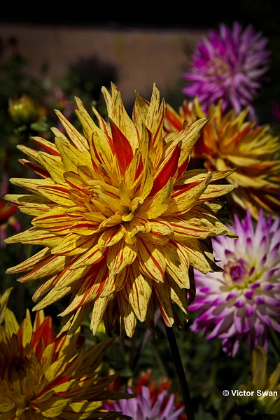 Dahlia-Gelber Vulkan.JPG